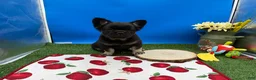 French Bulldog dogs for sale: French Bulldog 1 - Ad 8