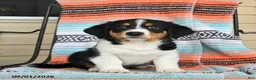 Mixed Breed dogs for sale: Tucker - Ad 1