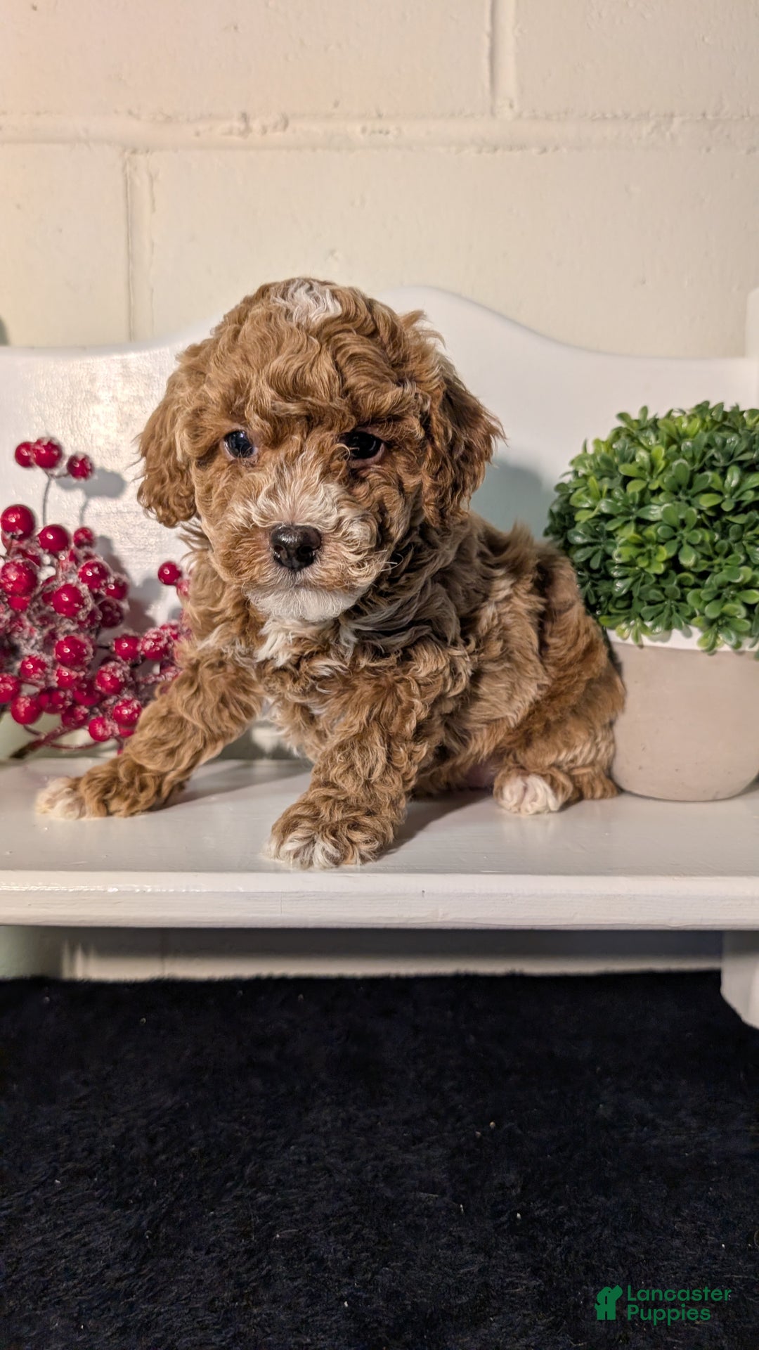 Miniature Poodle dogs for sale: Hudson - Ad 3
