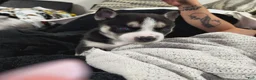 Mixed Breed dogs for sale: Mixed Breed 2 - Ad 14