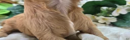 Cavapoo dogs for sale: Lala Orange - Ad 6
