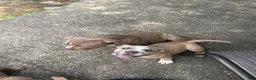 American Bully dogs for sale: American Bully 3 - Ad 6