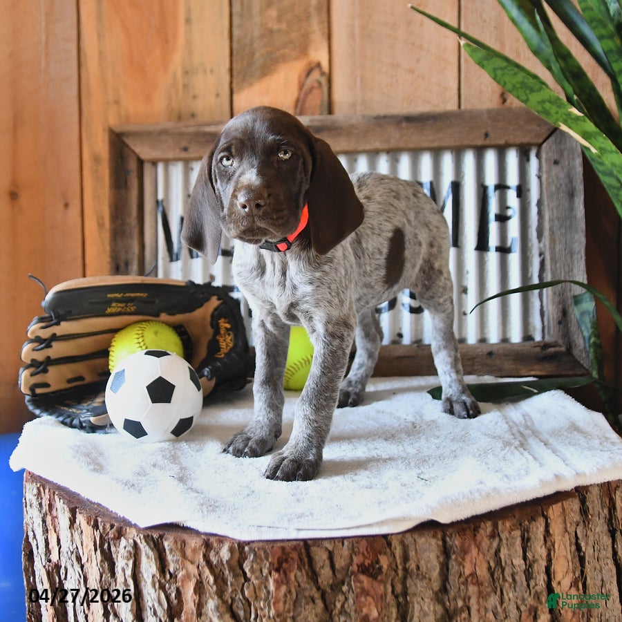 German Shorthaired Pointer dogs Betsy - Ad 1