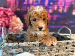 Mini Goldendoodle dogs - Ad 13