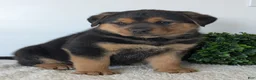 Mixed Breed dogs for sale: Finn - Ad 21