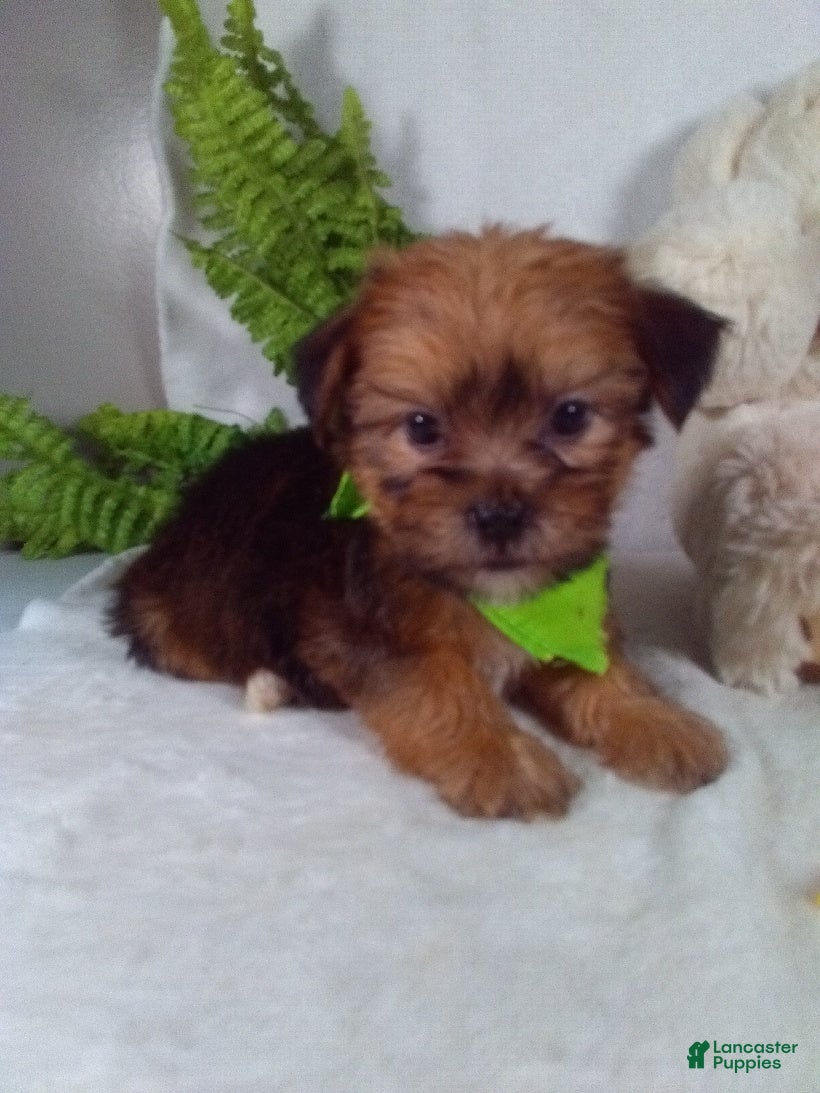 Shorkie dogs Gus - Ad 1