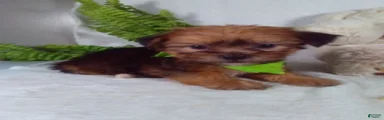 Gus
