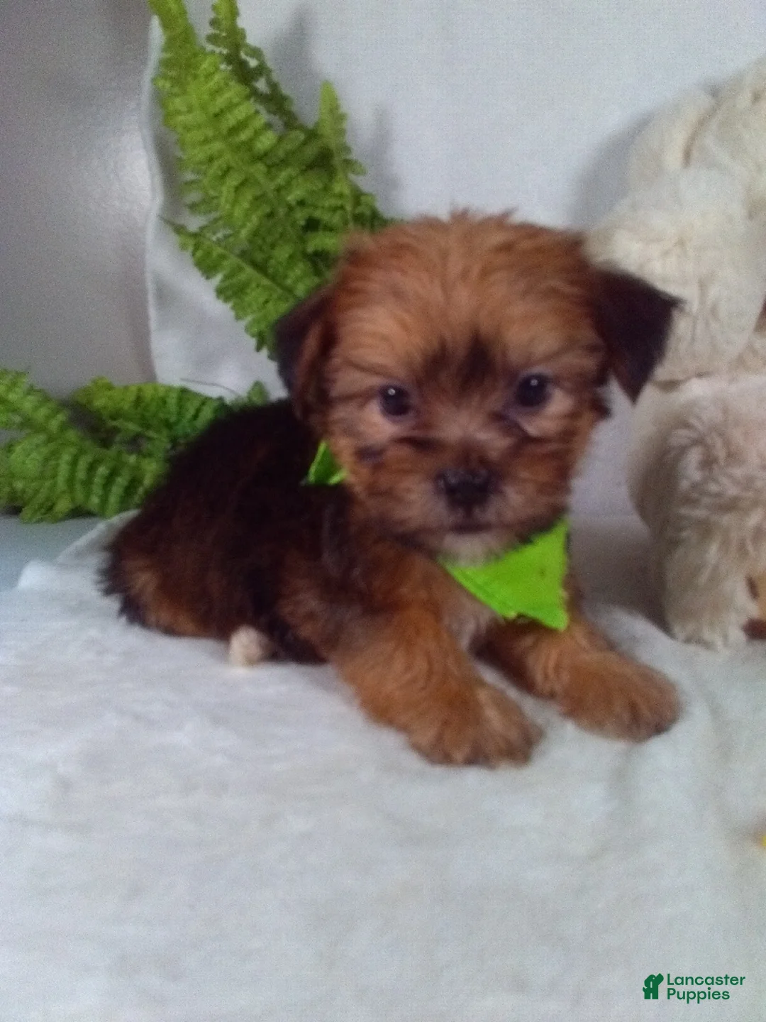 Shorkie dogs for sale: Gus - Ad 1