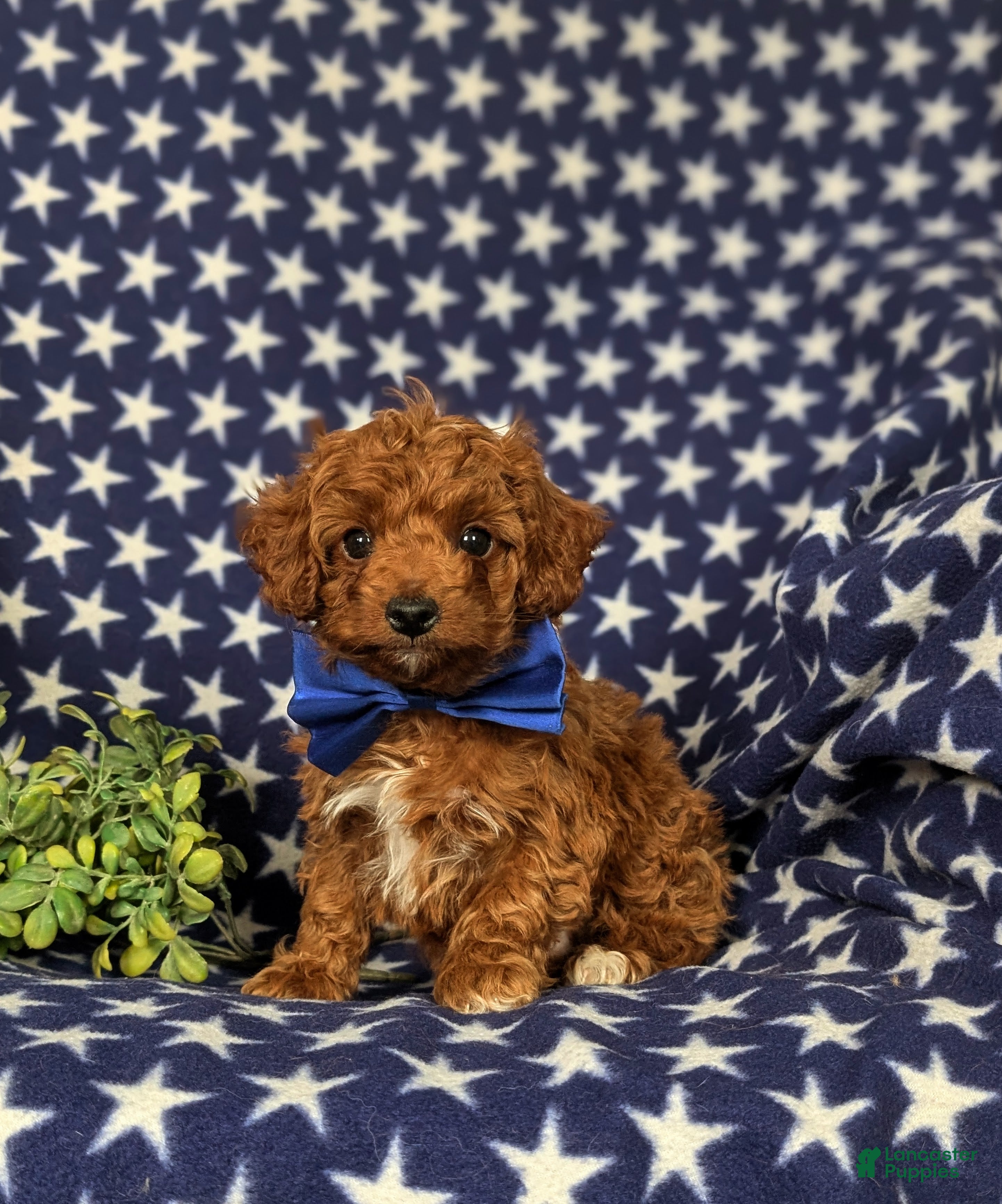 Cockapoo dogs Dunleigh Hypoallergenic - Ad 36