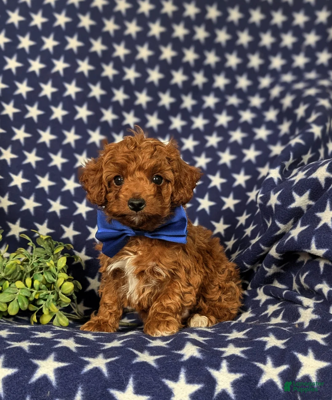 Cockapoo dogs for sale: Dunleigh Hypoallergenic - Ad 1