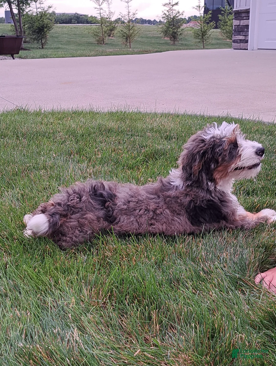 Mini Bernedoodle dogs for sale: Oliver - Ad 2