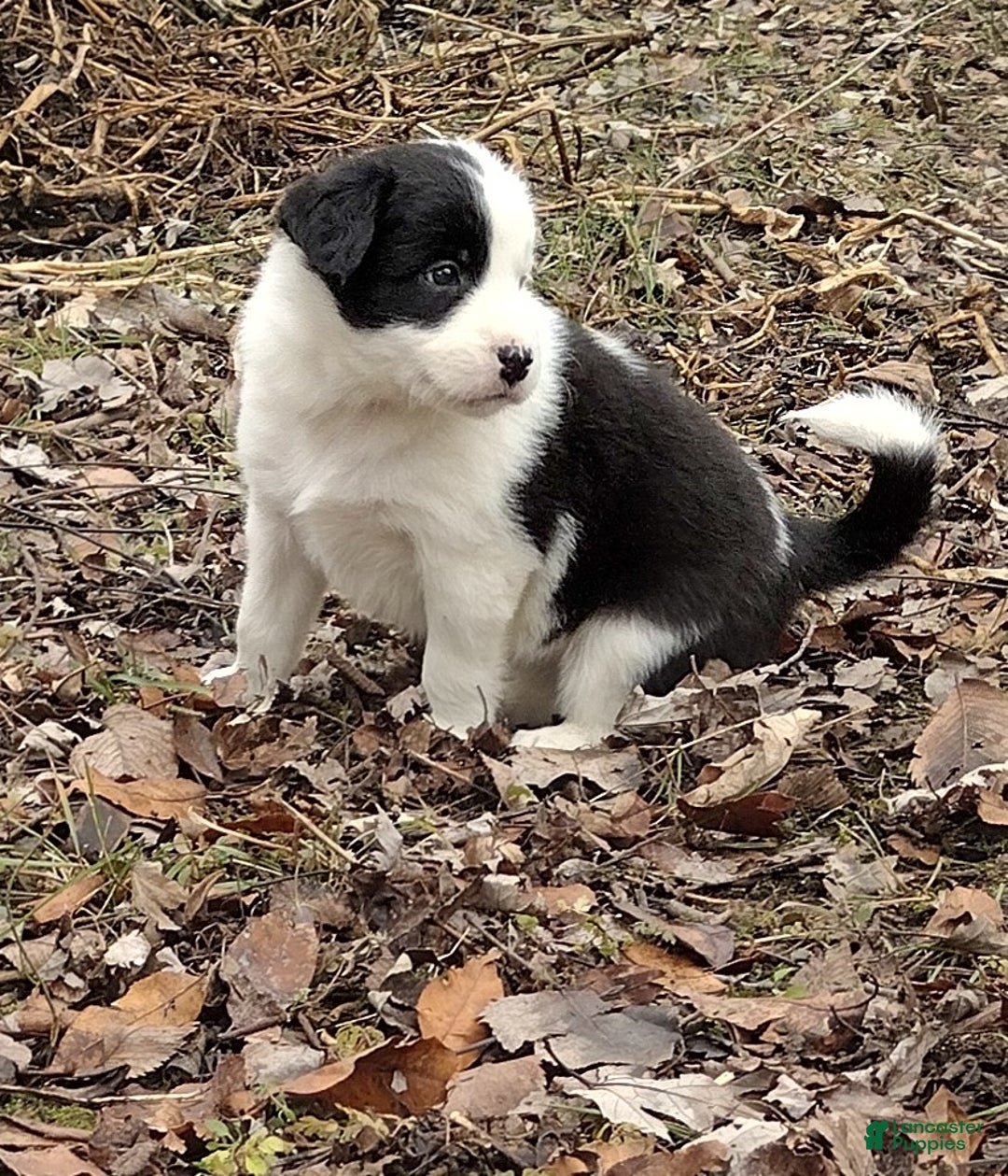 Border Collie dogs for sale: Zoe  - Ad 2
