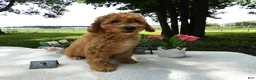Mini Goldendoodle dogs for sale: Mini Goldendoodle 3 Kelly - Ad 4