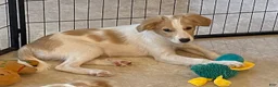 Eskipoo dogs for sale: Sandy - Ad 1
