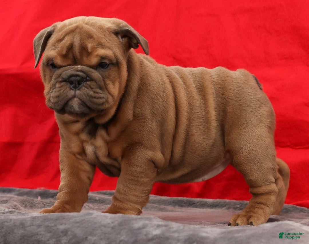 English Bulldog dogs for sale: Scarlett - Ad 4
