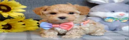 Maltipoo dogs for sale: Paisley  - Ad 4