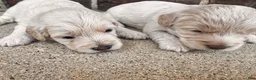 Mini Goldendoodle dogs for sale: Mini Goldendoodle 2 - Ad 20