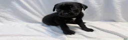 Cane Corso dogs for sale: Dean AKC green collar - Ad 16