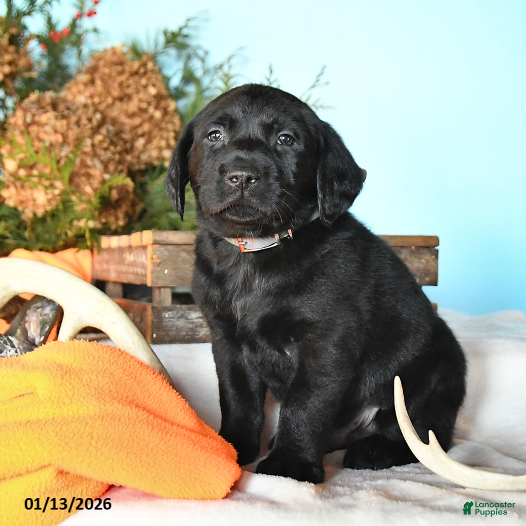 Labrador Retriever dogs for sale: Eren - Ad 2