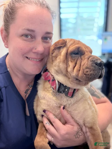 Gallery Image {{count}}