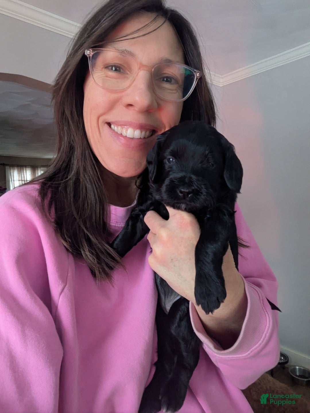 Goldendoodle dogs for sale: Golden Mountain Doodle Puppy 3 - Ad 6