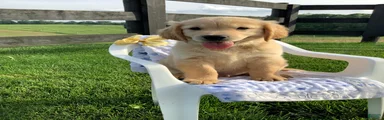 Golden Retriever Rover