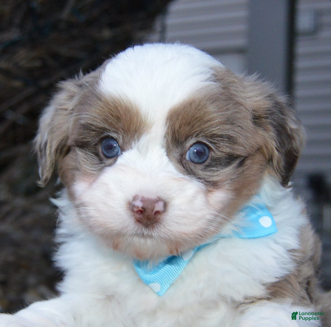 Mini Aussiedoodle dogs for sale: Toy Ace - Ad 2