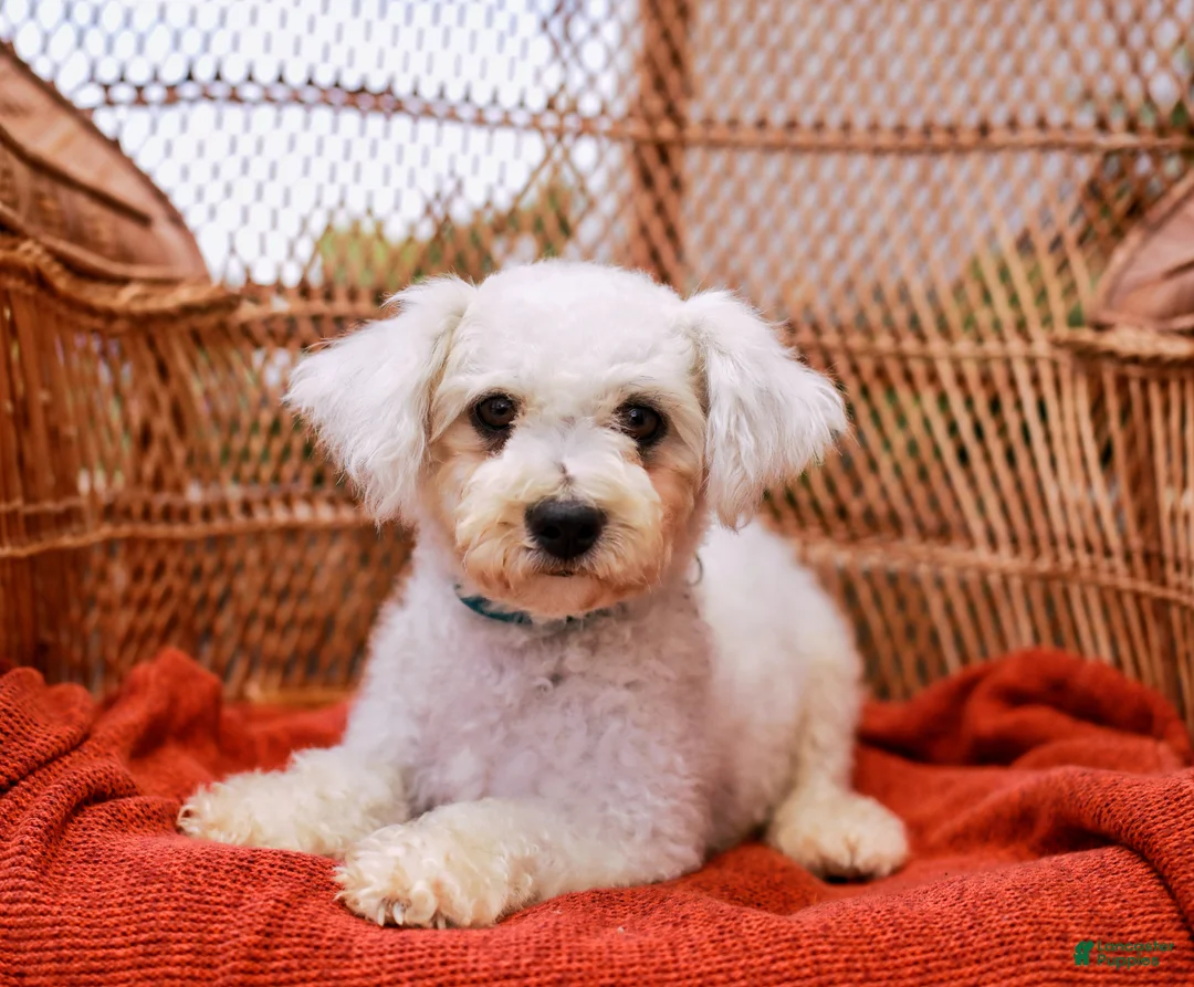 Havanese dogs for sale: Buddy - Ad 9