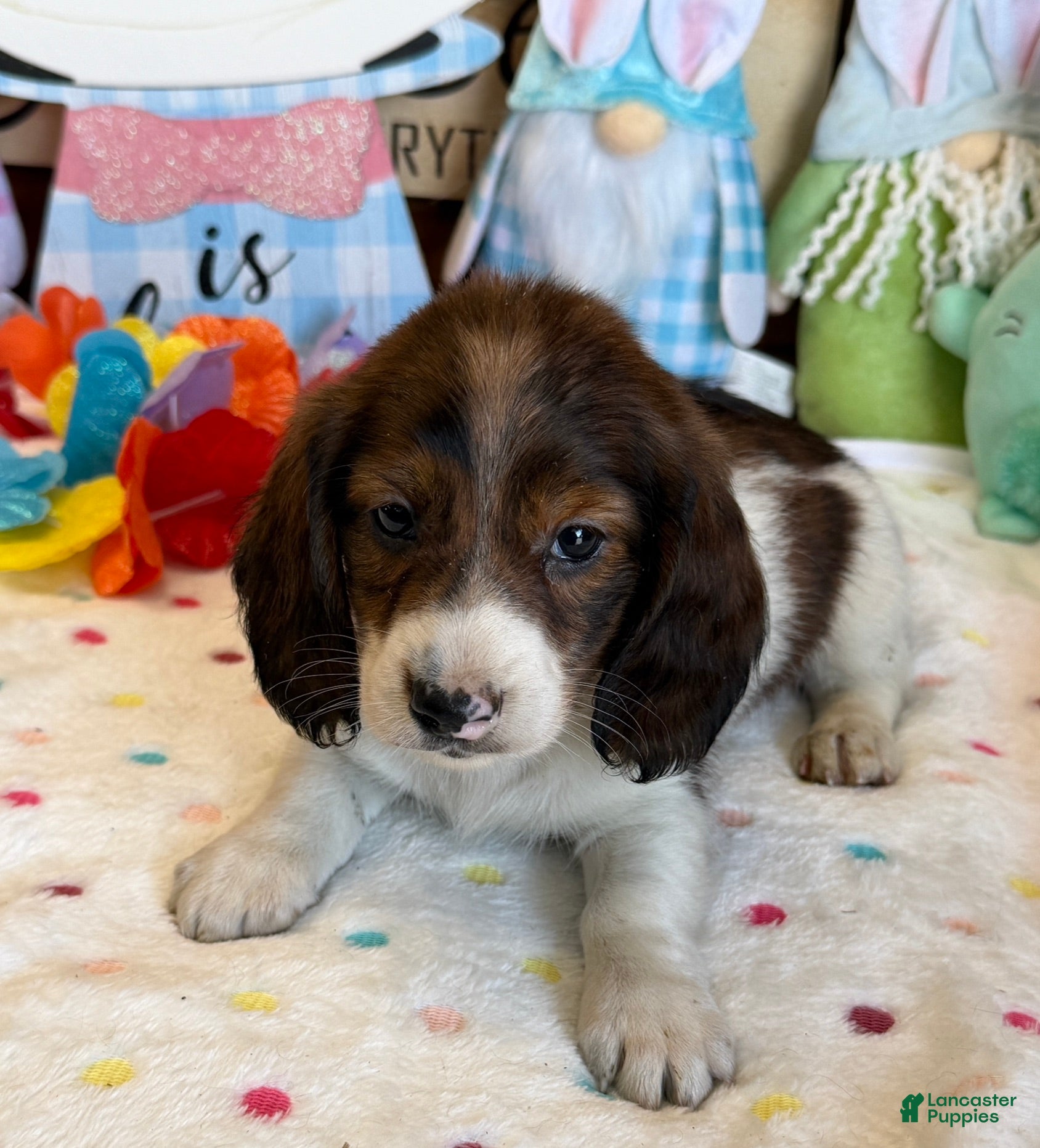 Miniature Dachshund dogs Marco - Ad 17