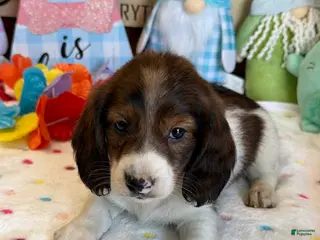 Miniature Dachshund dogs Marco - Ad 17