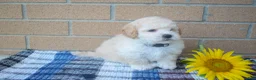 Maltipoo dogs for sale: Franklin 🐶 - Ad 3