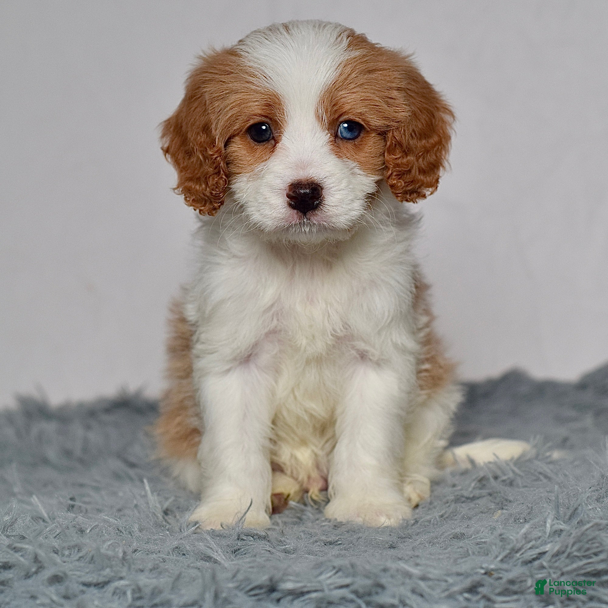 Cavapoo dogs Mr. Baxter - Ad 1