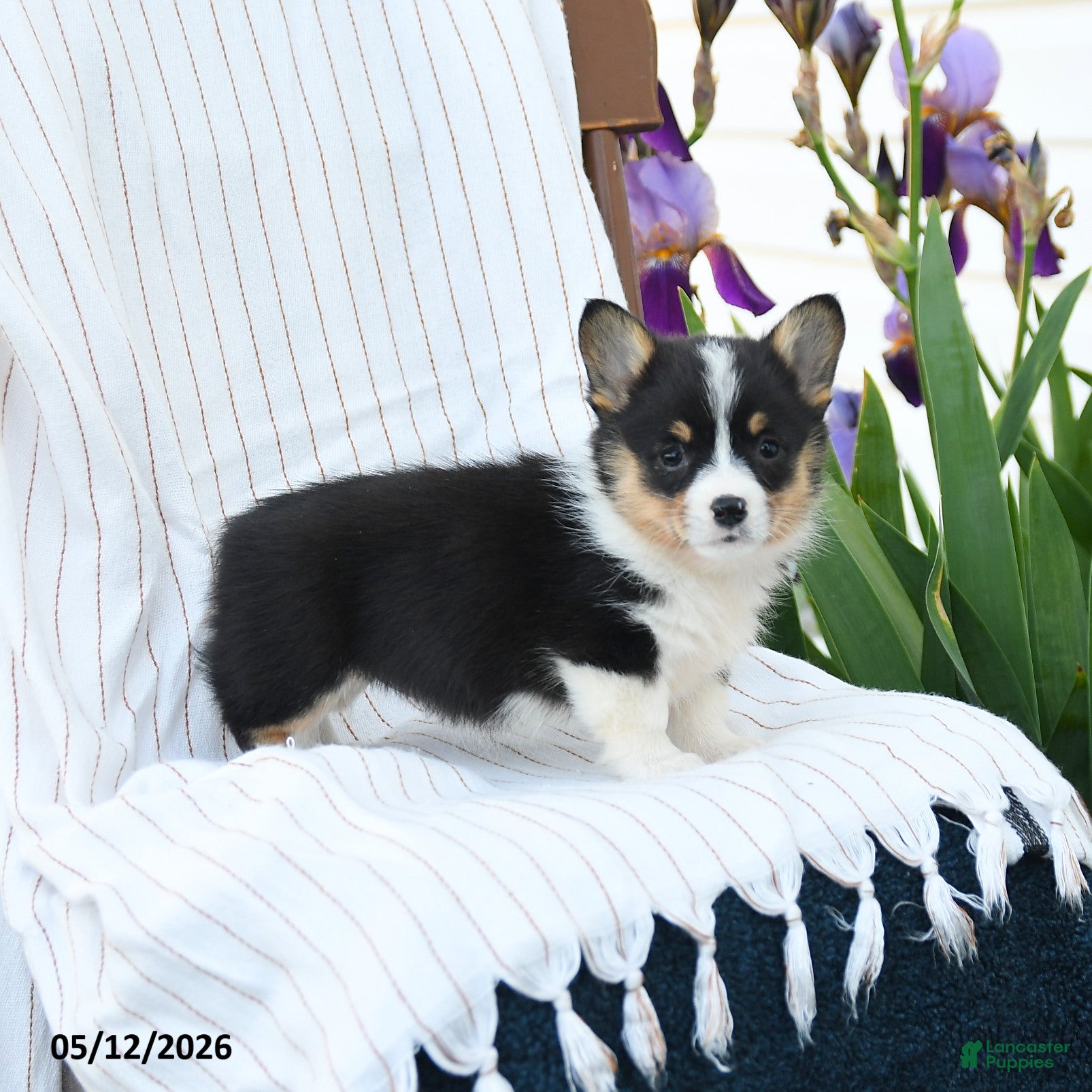 Welsh Corgi Pembroke dogs for sale: Charmane - Ad 2