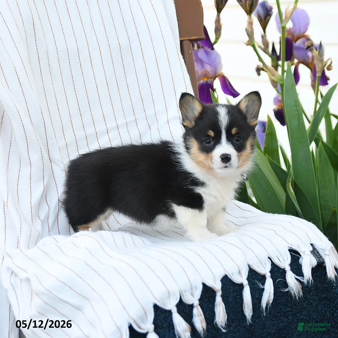 Welsh Corgi Pembroke dogs for sale: Charmane - Ad 1