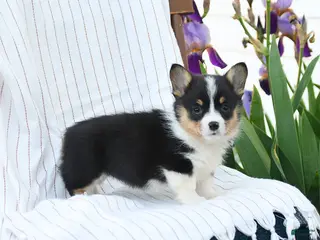 Welsh Corgi Pembroke dogs for sale: Charmane - Ad 2