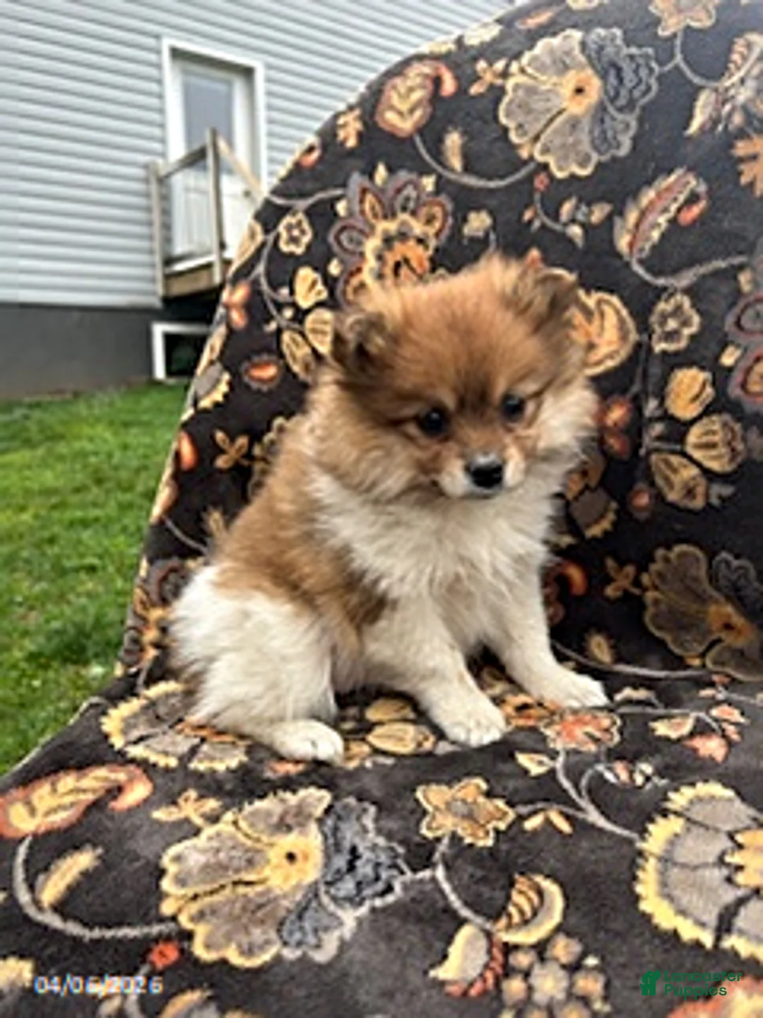 Pomeranian dogs for sale: Charm - Ad 1