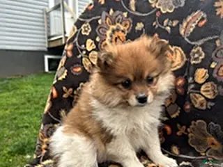 Pomeranian dogs for sale: Charm - Ad 3