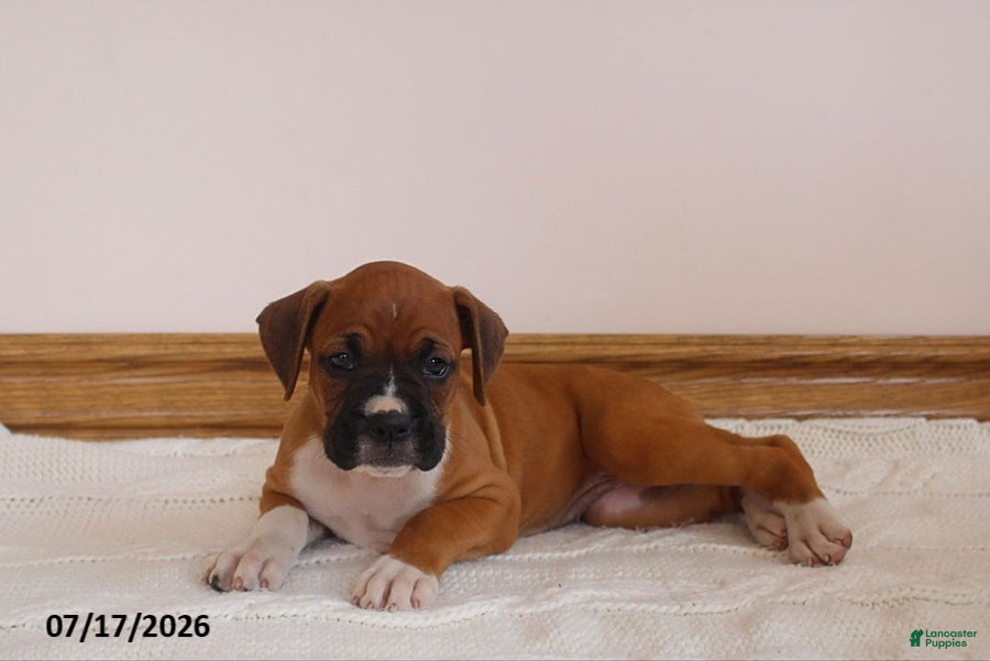 Boxer dogs Autumn - Ad 2