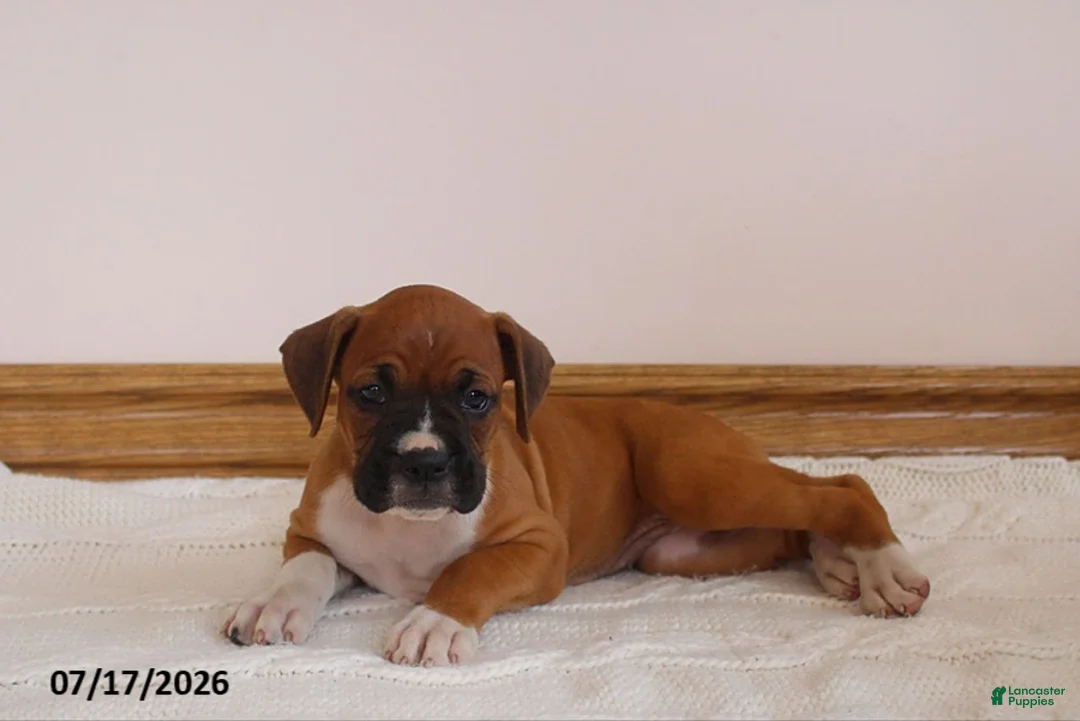 Boxer dogs for sale: Autumn - Ad 2