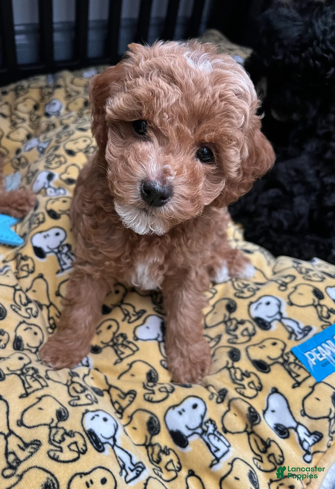 Miniature Poodle dogs for sale: Teddy - Ad 2