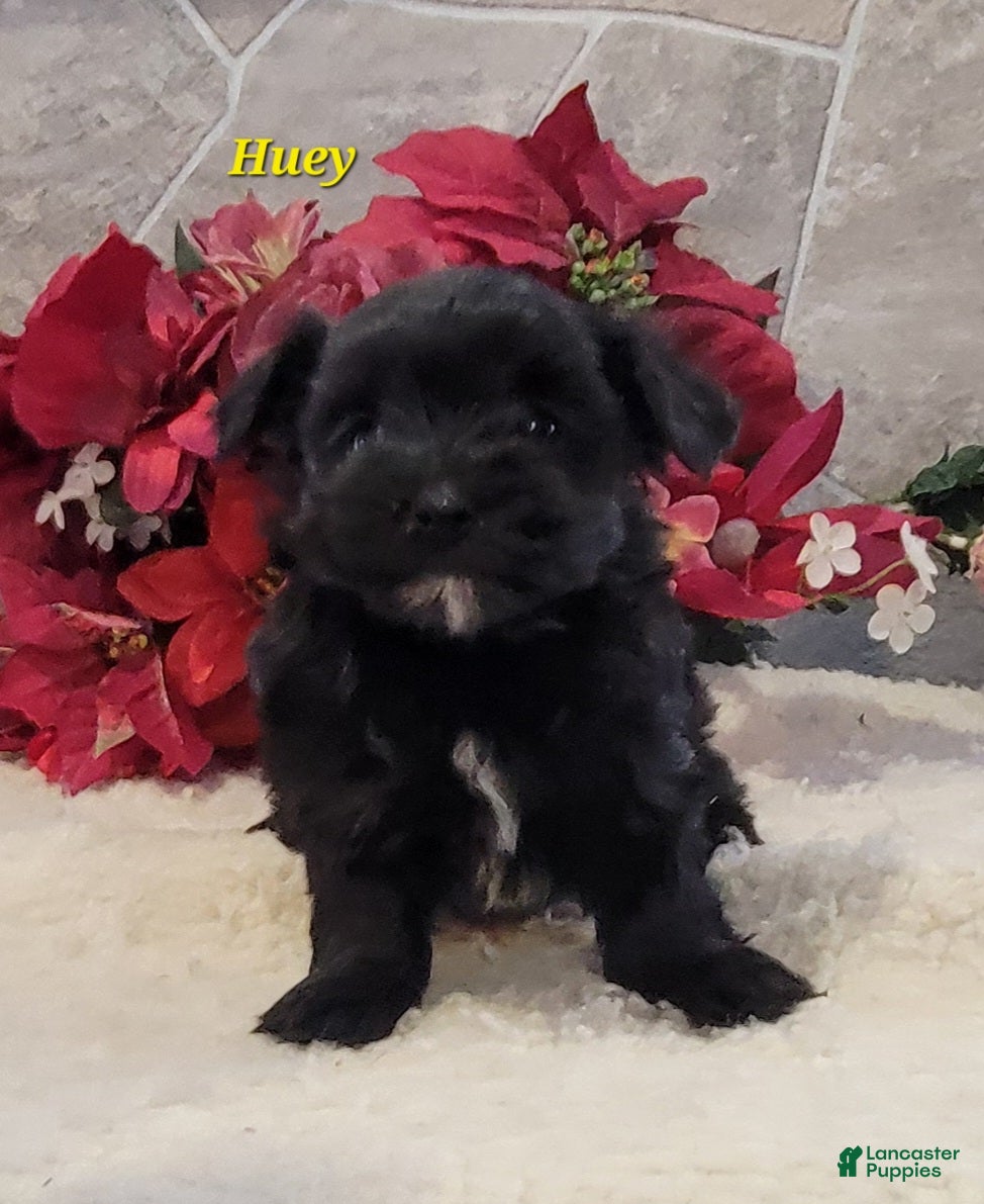 Morkie dogs Huey - Ad 3