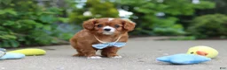 Cavalier King Charles Spaniel dogs for sale: Charlie - Ad 10