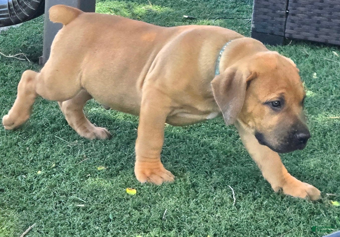 South African Boerboels dogs South African Boerboels Puppy 2 - Ad 9