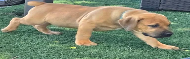 South African Boerboels Puppy 2