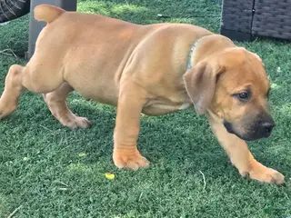 South African Boerboels dogs South African Boerboels Puppy 2 - Ad 9