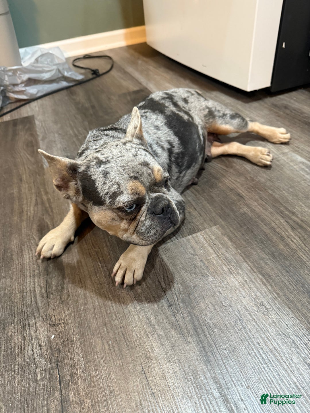 Mixed Breed dogs for sale: Viva - Ad 5