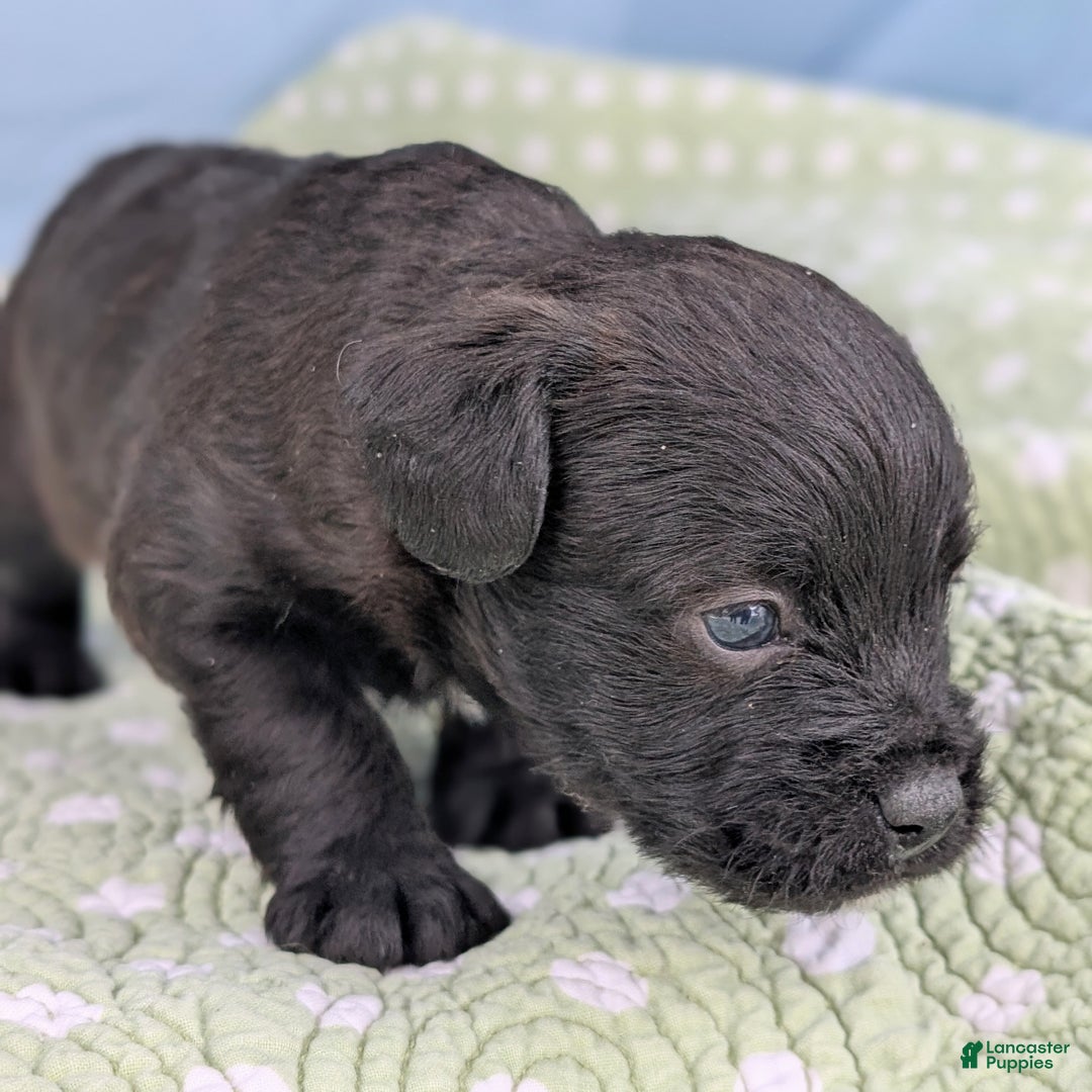 Mixed Breed dogs for sale: Black Prince - Ad 5