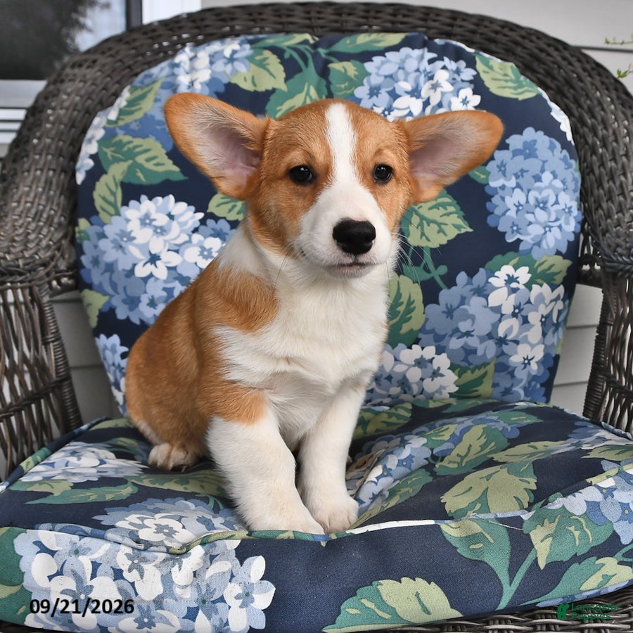Welsh Corgi Pembroke dogs Ace - Ad 1