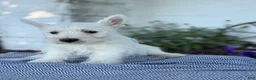 West Highland Terrier dogs for sale: Atlas - Ad 10