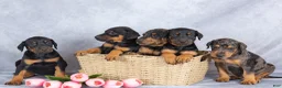 Mixed Breed dogs for sale: Reba - Ad 6